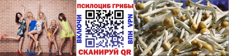 закладка  Крымск  Галлюциногенные грибы Psilocybine cubensis 